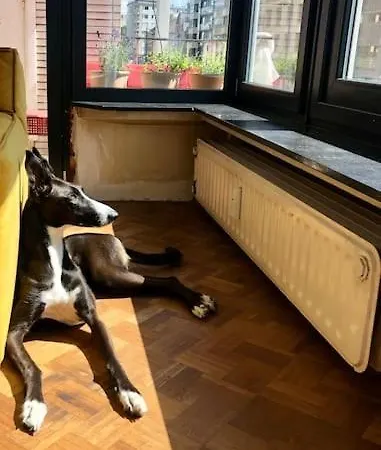 Jaren 60 Op Boogscheut De Zee Ostenda