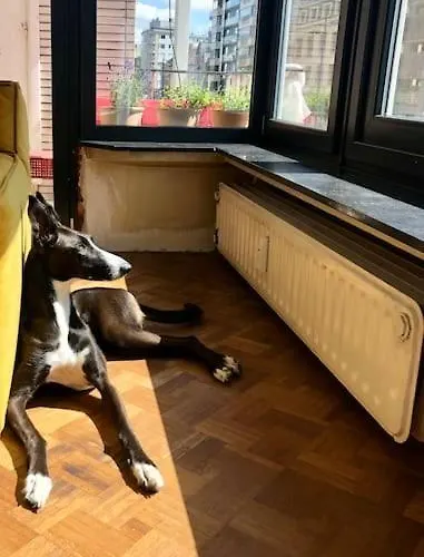 Jaren 60 Op Boogscheut De Zee Oostende